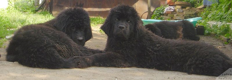 Фото: ньюфаундленд Bjornebandens Nancy Wilson