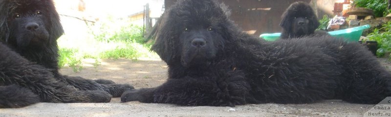 Фото: ньюфаундленд Bjornebandens Nancy Wilson