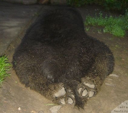 Фото: ньюфаундленд Bjornebandens Nancy Wilson