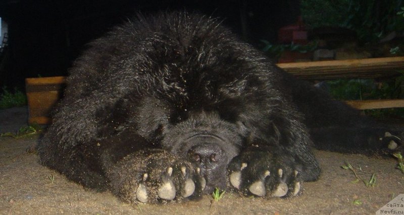 Фото: ньюфаундленд Bjornebandens Nancy Wilson