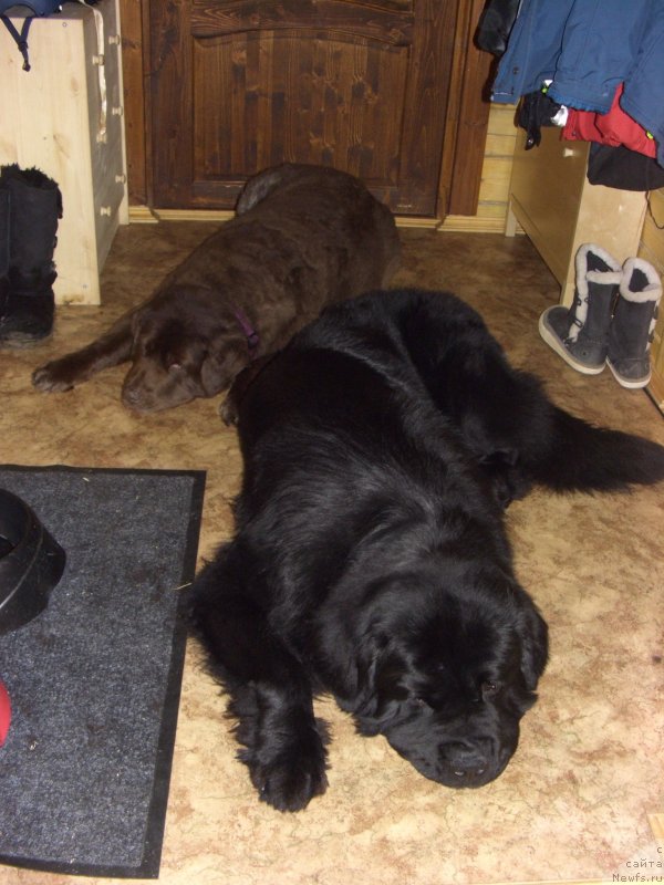 Фото: ньюфаундленд Петер-Беар Бизерта Соул, ньюфаундленд Рестайлинг Фром Шипмэн