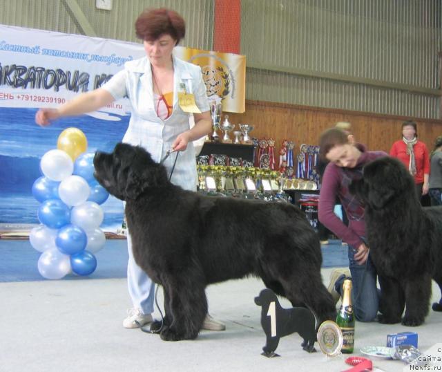 Фото: ньюфаундленд Династия Квин из Медвежьего Яра (Dynasty Queen iz Medvejyego Yara)