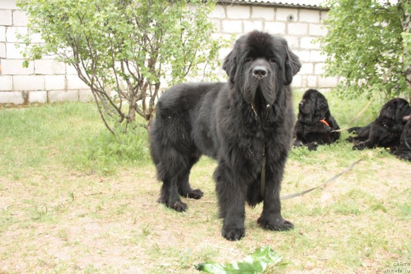 Фото: ньюфаундленд Бегущая по Волнам Зеро Коол