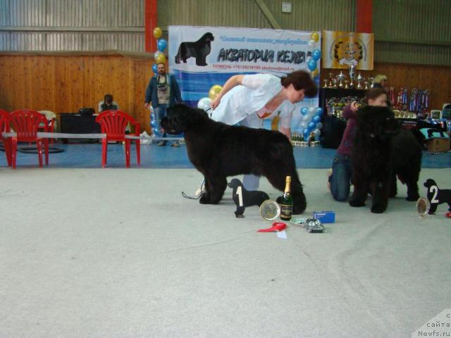 Фото: ньюфаундленд Династия Квин из Медвежьего Яра (Dynasty Queen iz Medvejyego Yara)