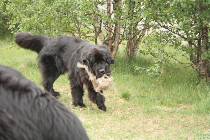 Фото: ньюфаундленд Neretum Tribe Xagrid