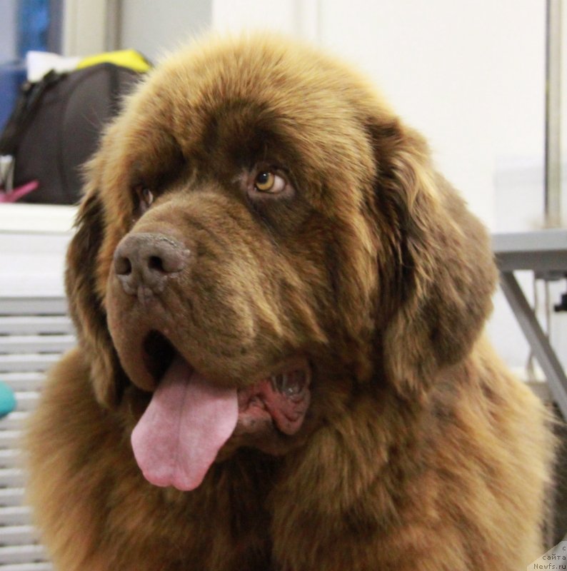 Фото: ньюфаундленд Приоритет Кофе (Prioritet Kofe)