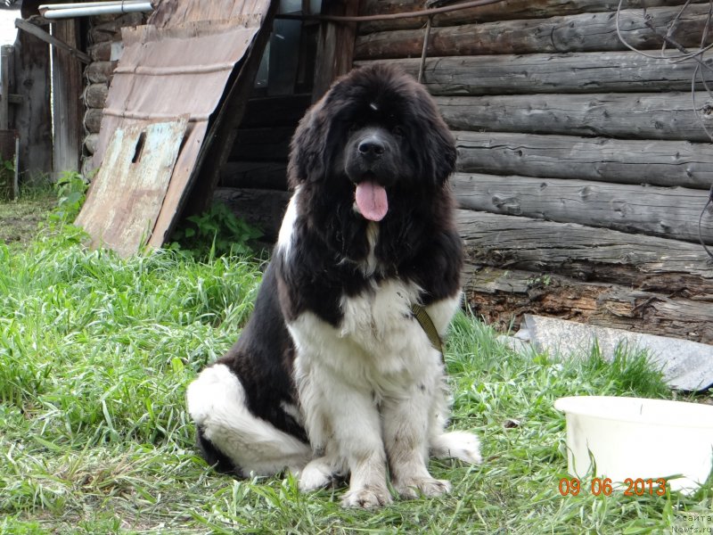 Фото: ньюфаундленд Фиаметтахауз Претти Дрим