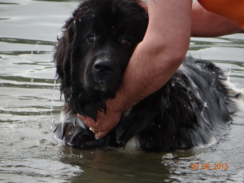 Фото: ньюфаундленд Фиаметтахауз Претти Дрим