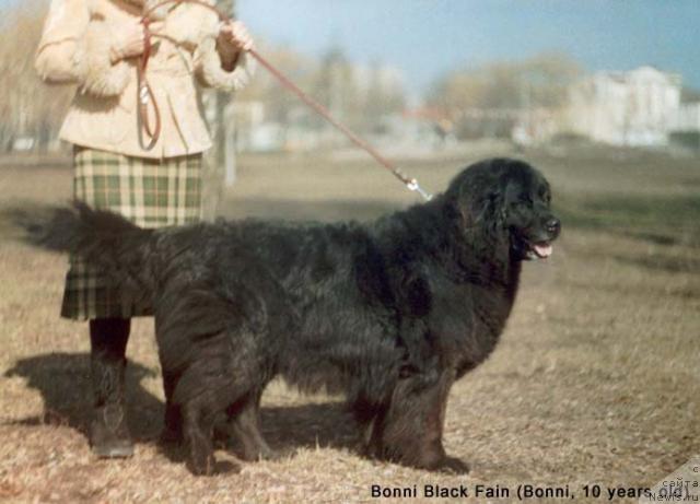 Фото: ньюфаундленд Бонни Блэк Файн (Bonni Black Fain)