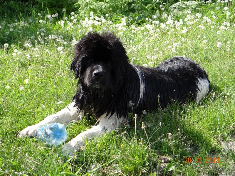 Фото: ньюфаундленд Фиаметтахауз Претти Дрим