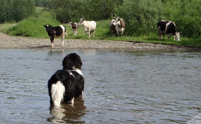 Фото: ньюфаундленд Фиаметтахауз Претти Дрим
