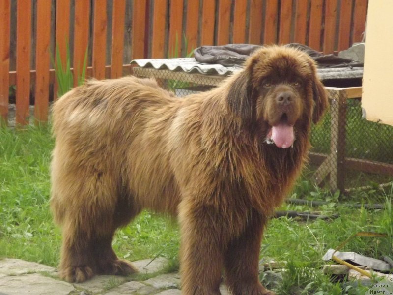 Фото: ньюфаундленд Приоритет Кофе (Prioritet Kofe)