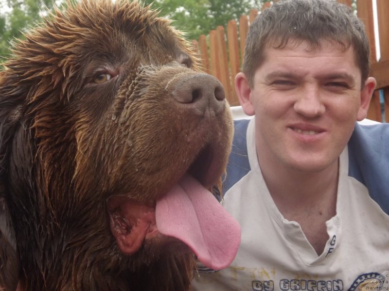 Фото: ньюфаундленд Приоритет Кофе (Prioritet Kofe)