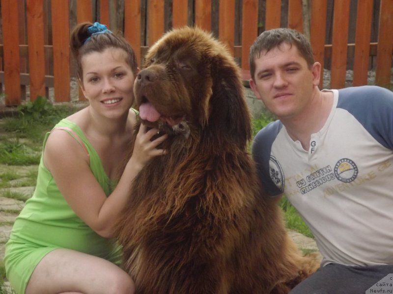 Фото: ньюфаундленд Приоритет Кофе (Prioritet Kofe)