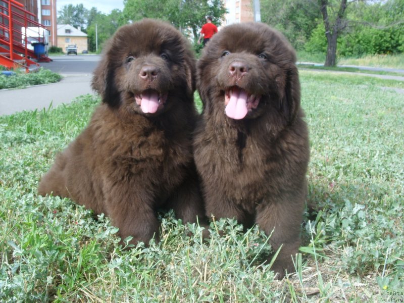 Фото: ДEТИ, ньюфаундленд Черный Шарм Амбер Бест Дог ФО Марлеон