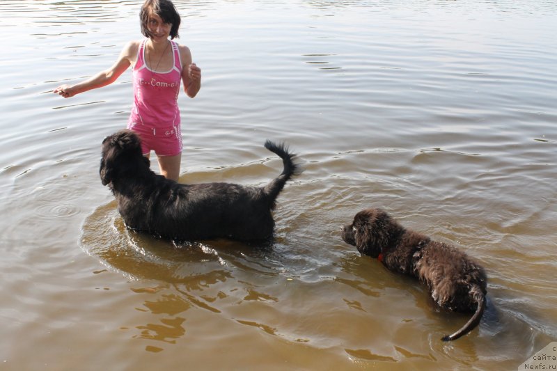 Фото: ньюфаундленд Гранд Бэби Ариадна, ньюфаундленд Лаймар Сейнари