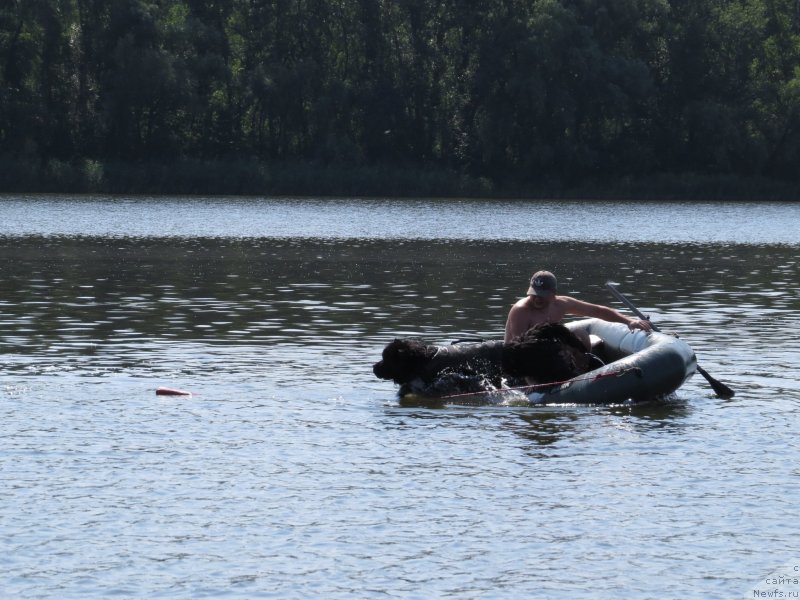 Фото: ньюфаундленд Счастливый Случай Кара Дениз (Schastlivyj Sluchay Kara Deniz)