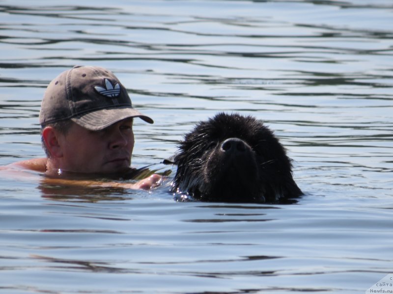 Фото: ньюфаундленд Счастливый Случай Кара Дениз (Schastlivyj Sluchay Kara Deniz), Андрей Мартынов