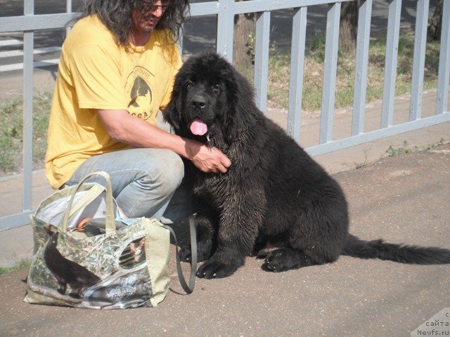 Фото: ньюфаундленд Черчилль Сэр Гай