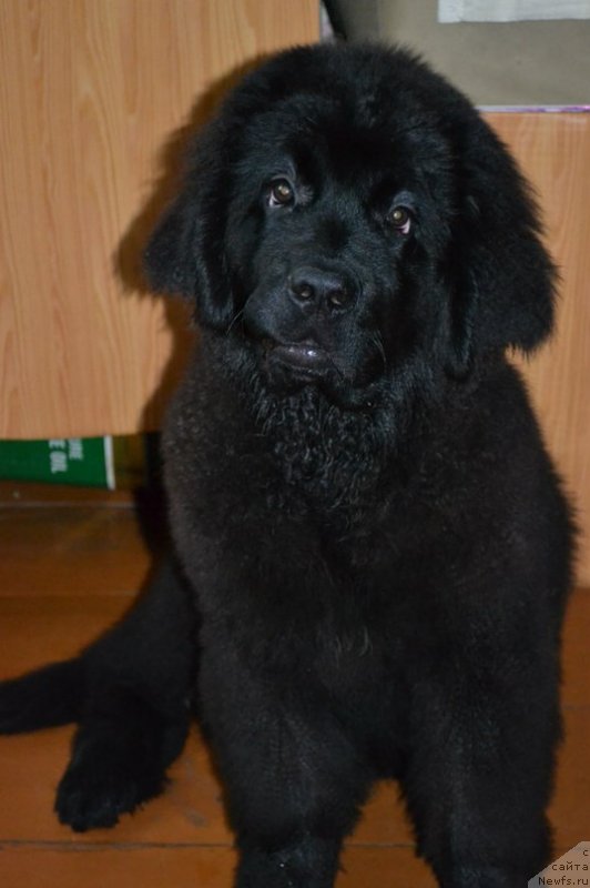 Фотография № 129667