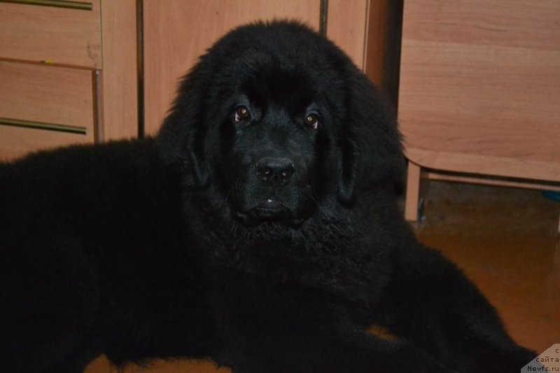 Фото: ньюфаундленд Черная Мафия Зоом Инто Ме (Chernaya Mafia Zoom Into Me)