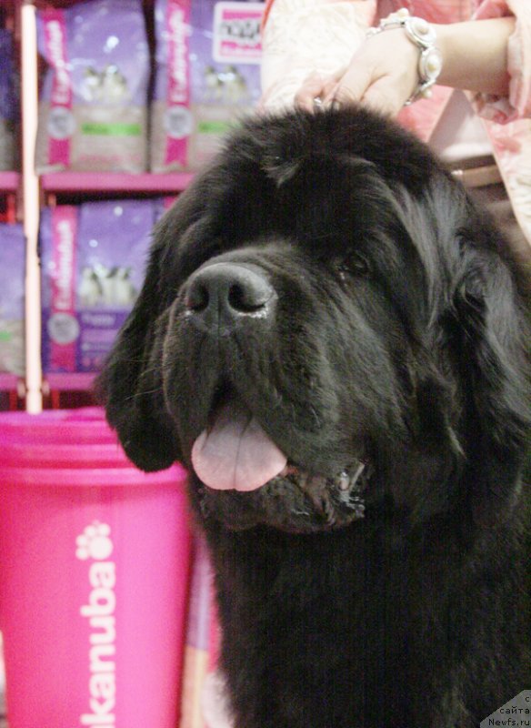 Фото: ньюфаундленд Бегущая по Волнам Зефирин Друэн (Beguschaya po Volnam Zephirine Drouhin)