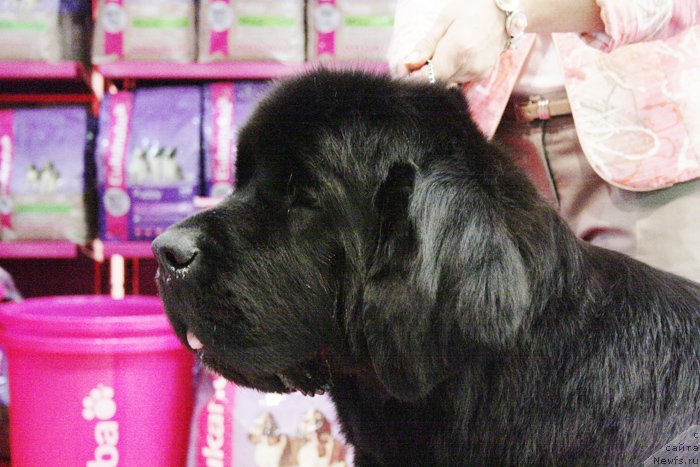 Фото: ньюфаундленд Бегущая по Волнам Харизма (Beguschaya po Volnam Harizma)