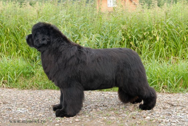 Фото: ньюфаундленд Сент Джонс Роуз фо Ми (Sent Djons Rose for Me)