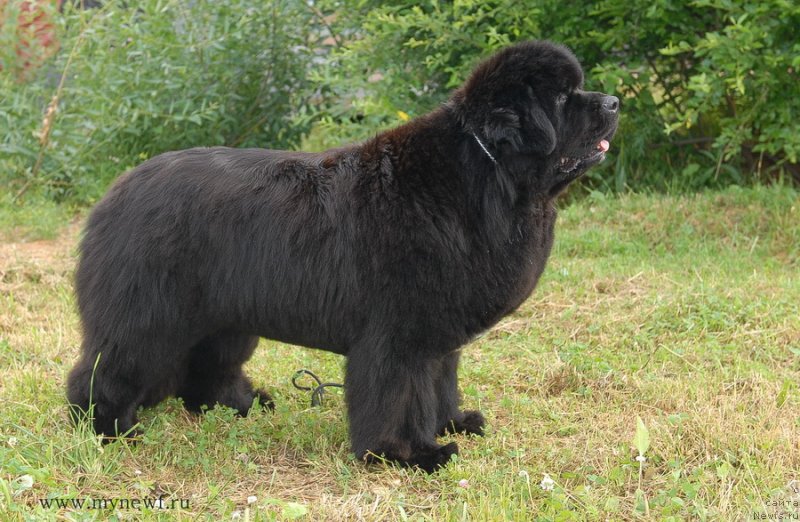 Фото: ньюфаундленд Сент Джонс Роуз фо Ми (Sent Djons Rose for Me)