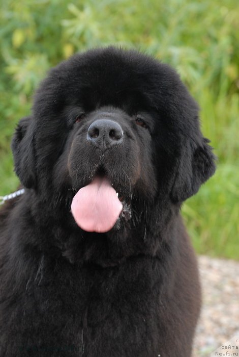 Фото: ньюфаундленд Сент Джонс Роуз фо Ми (Sent Djons Rose for Me)