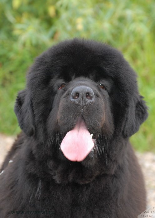 Фото: ньюфаундленд Сент Джонс Роуз фо Ми (Sent Djons Rose for Me)