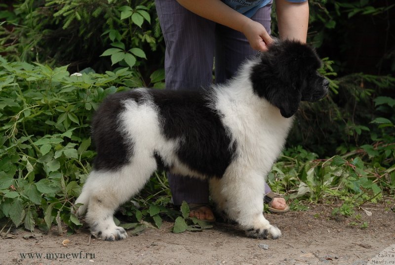 Фотография № 129689