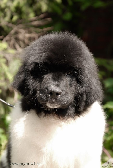 Фото: ньюфаундленд Kloofbears Life Goes on at Sent Djons