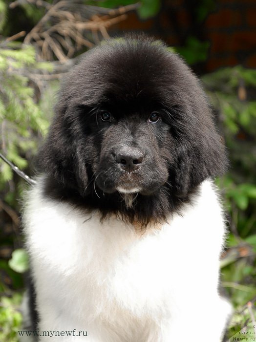 Фотография № 129691