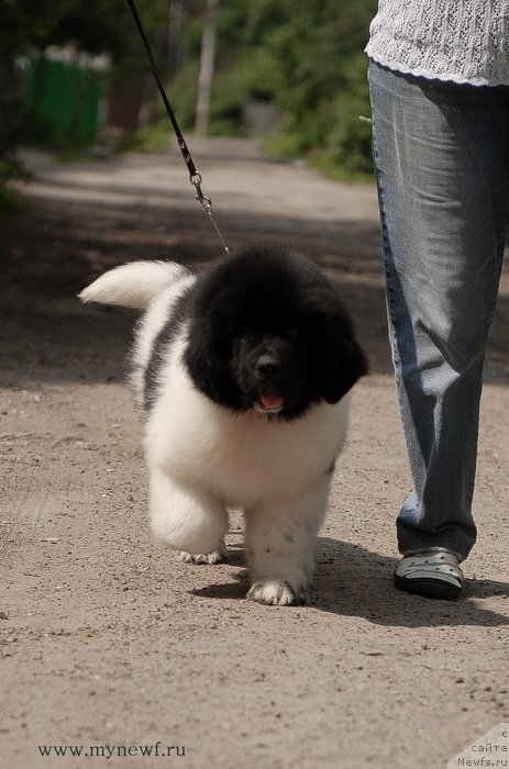 Фото: ньюфаундленд Kloofbears Life Goes on at Sent Djons