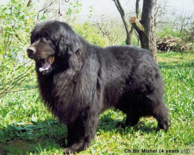 Фото: ньюфаундленд Мишель (Mishel)