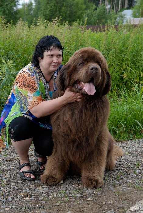 Фото: ньюфаундленд Aetna vom Riesrand, Варвара Рыбалова