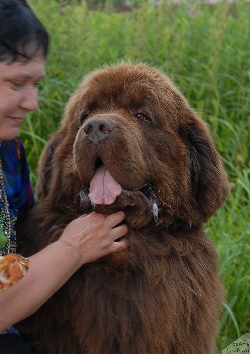 Фото: ньюфаундленд Aetna vom Riesrand, Варвара Рыбалова