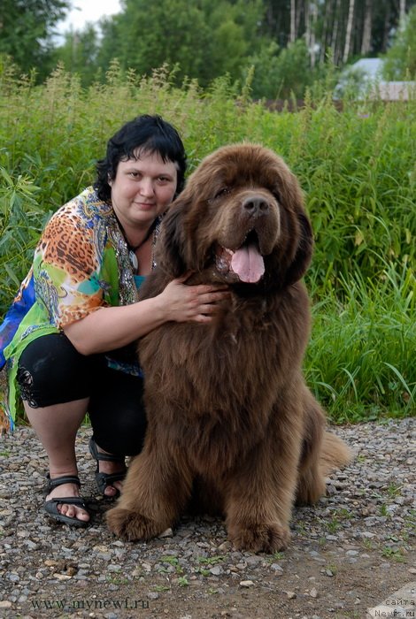 Фото: ньюфаундленд Aetna vom Riesrand, Варвара Рыбалова