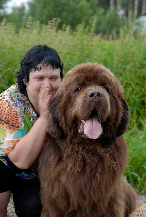 Фото: ньюфаундленд Aetna vom Riesrand, Варвара Рыбалова