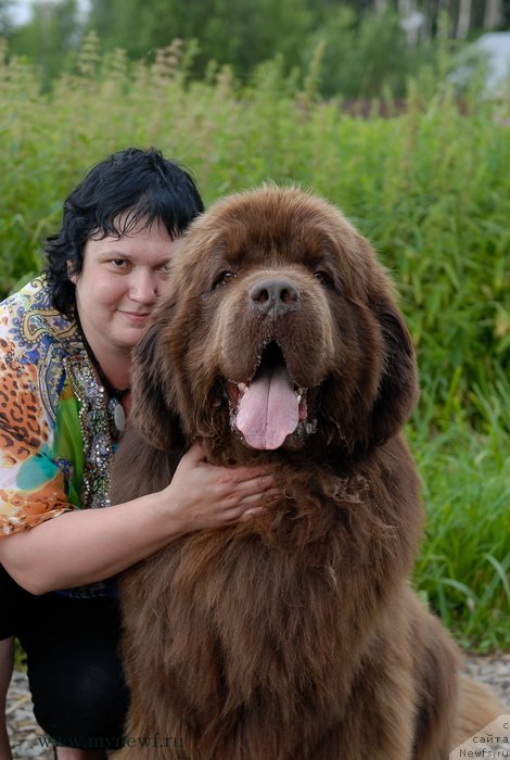 Фото: ньюфаундленд Aetna vom Riesrand, Варвара Рыбалова