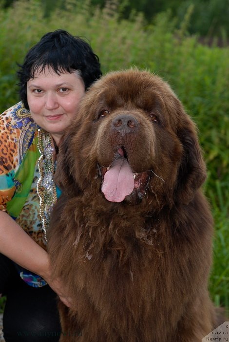 Фото: ньюфаундленд Aetna vom Riesrand, Варвара Рыбалова