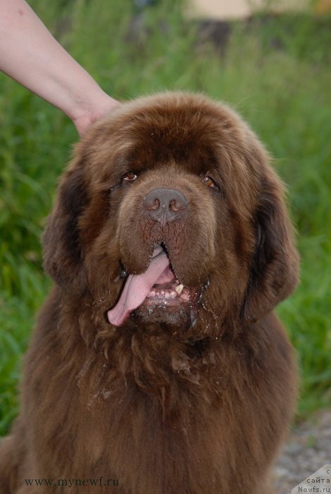 Фото: ньюфаундленд Aetna vom Riesrand