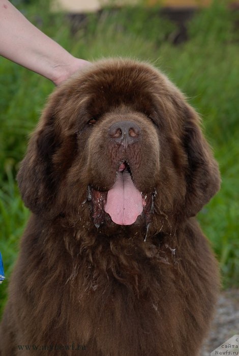 Фото: ньюфаундленд Aetna vom Riesrand