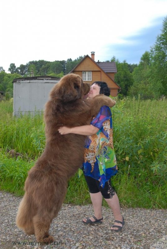 Фото: ньюфаундленд Aetna vom Riesrand, Варвара Рыбалова