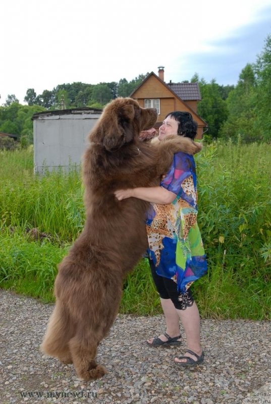 Фото: ньюфаундленд Aetna vom Riesrand, Варвара Рыбалова