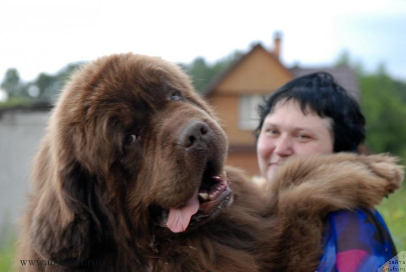 Фото: ньюфаундленд Aetna vom Riesrand, Варвара Рыбалова