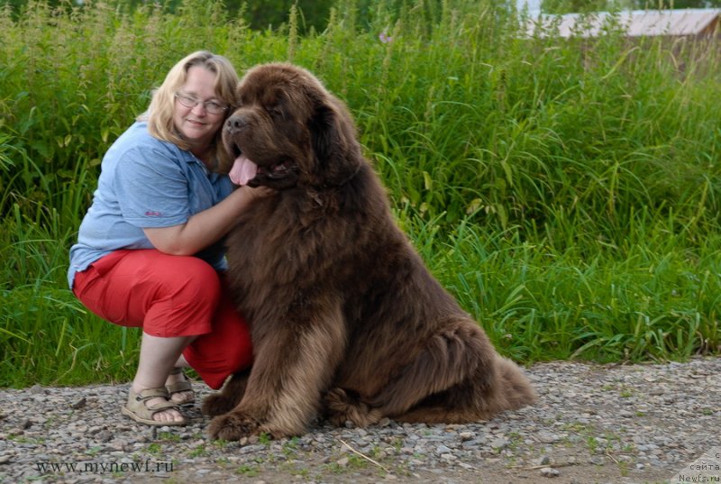 Фото: ньюфаундленд Aetna vom Riesrand, Юлия Ястребова