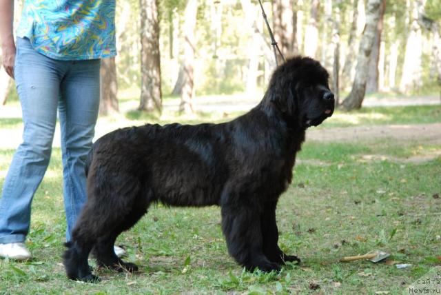 Фото: ньюфаундленд Династия Квин из Медвежьего Яра (Dynasty Queen iz Medvejyego Yara)
