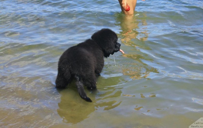 Фото: ньюфаундленд Бегущая по Волнам Елегант Елизабетх